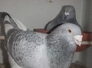 DSCF9036