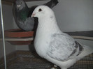DSCF9045