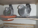 DSCF9059
