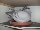 DSCF9064