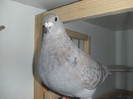 DSCF9069