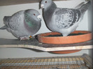 DSCF9074