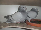 DSCF9101