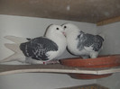 DSCF9106
