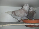 DSCF9108