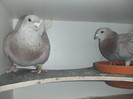 DSCF9109