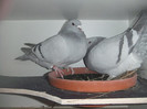 DSCF9113