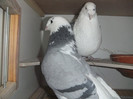 DSCF9119