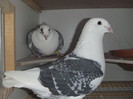 DSCF9127