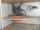 DSCF9136