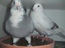 DSCF9139