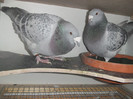 DSCF9157