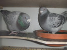 DSCF9158