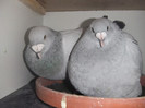 DSCF9159
