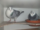 DSCF9163