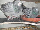 DSCF9166
