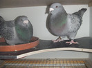 DSCF9167