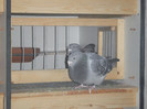 DSCF9188