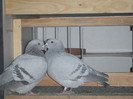 DSCF9192