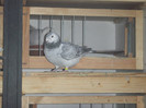 DSCF9206