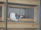 DSCF9207