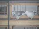 DSCF9213