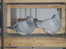 DSCF9226
