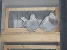 DSCF9228