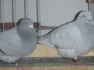 DSCF9237