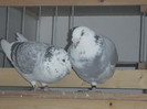 DSCF9239