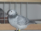 DSCF9242