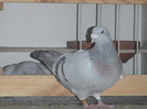 DSCF9243
