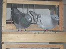 DSCF9245