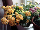 kalanchoe