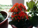 kalanchoe