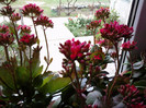 kalanchoe