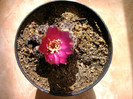 Sulcorebutia rauschi