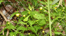 DSCN1875