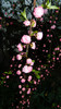 DSCN1950