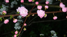 DSCN1955