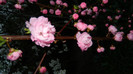 DSCN1957