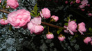 DSCN1958