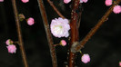 DSCN1961