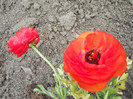 DSCN2165