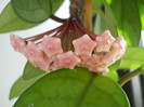 DSCN7675