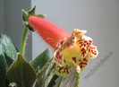 NEW - Kohleria Boomerang