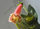 NEW - Kohleria Boomerang