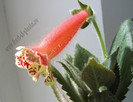 NEW - Kohleria Boomerang
