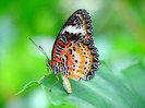 beautiful_butterfly