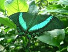 bfly_emeraldswallowtail01